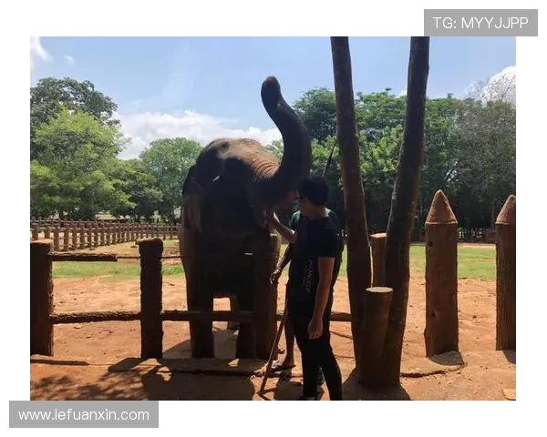 陈磊亲授滑板技巧与心得分享助你轻松掌握滑板运动的乐趣与挑战